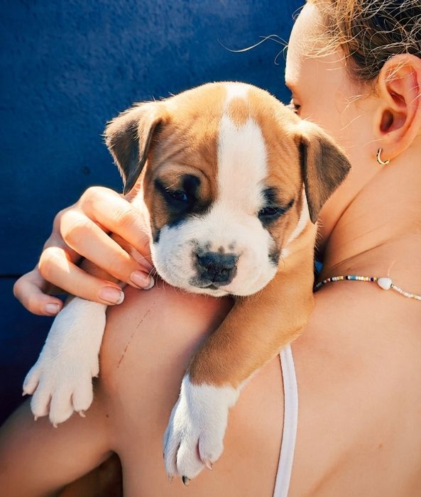 Amstaff rudo-biały. Wyjątkowy, przepiękny samczyk!