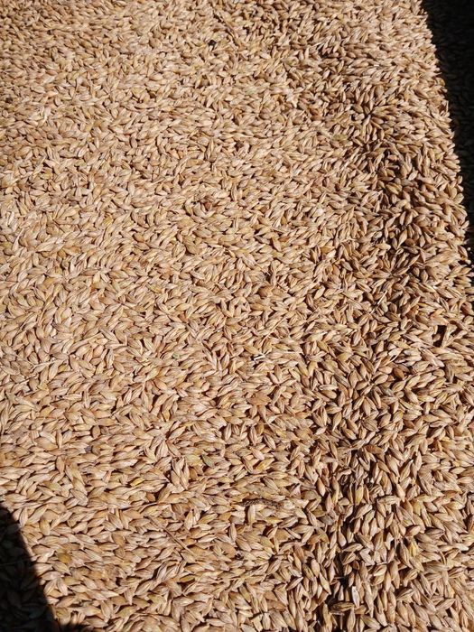 Jęczmień jary Kucyk 2025