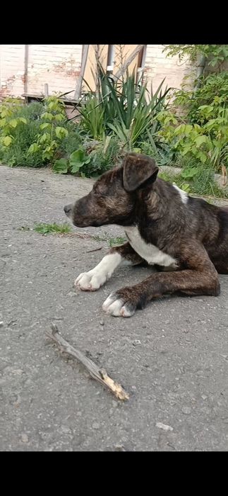 Цуценя в гарні руки