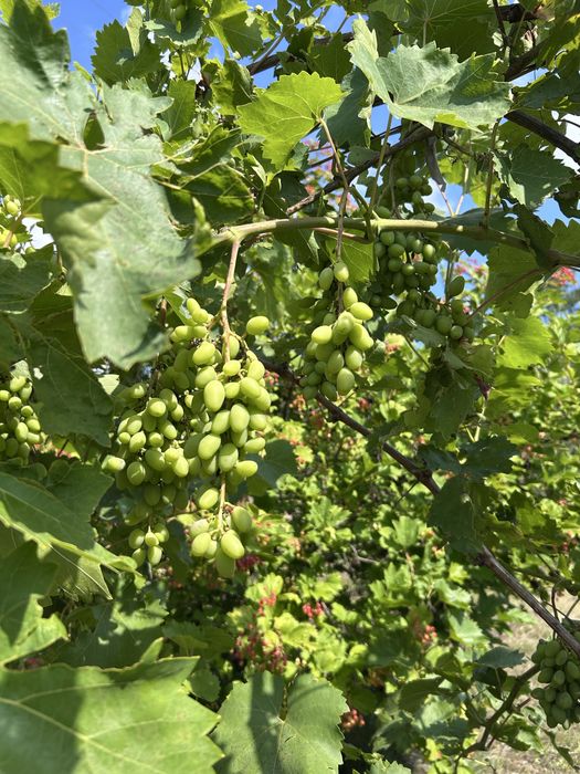 Продам Дачу,  СТ «Елуа», Василівка, 20км.від Дніпра