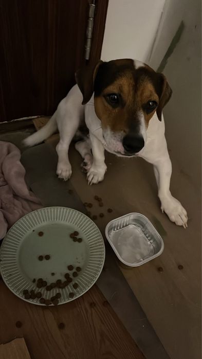 Jack russel para doacao