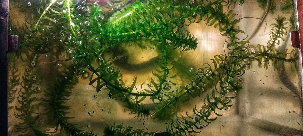 Planta de aquário emogena