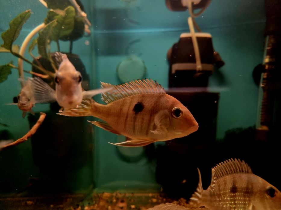 Ziemiojad Orange head tapajos