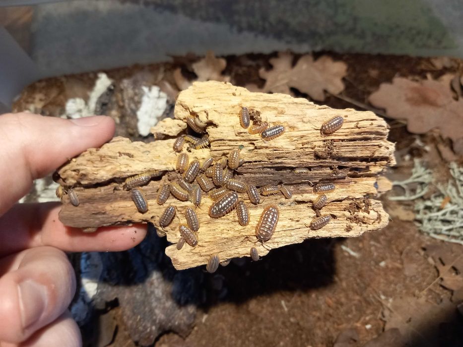 Isopody Armadillidium werneri / Porcellio laevis