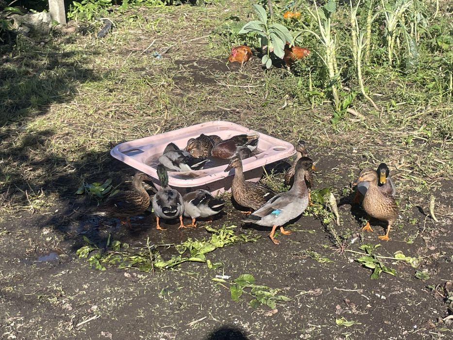 Patos real ou pato bravo