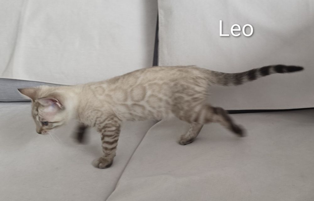 Biały lampart - LEO