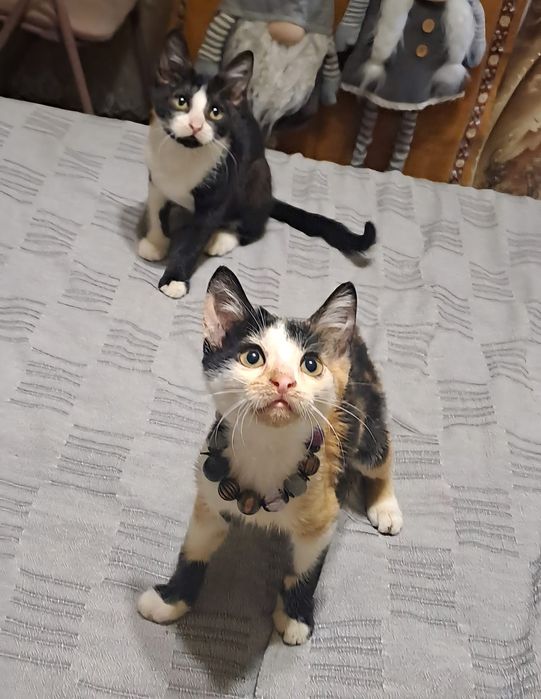 Симпатичные игривые котята мышеловы ищут.Новый дом