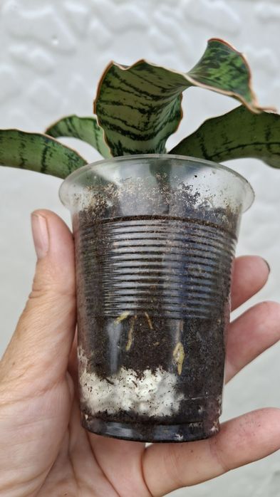 sansevieria cleopatra сансевиерия Клеопатра