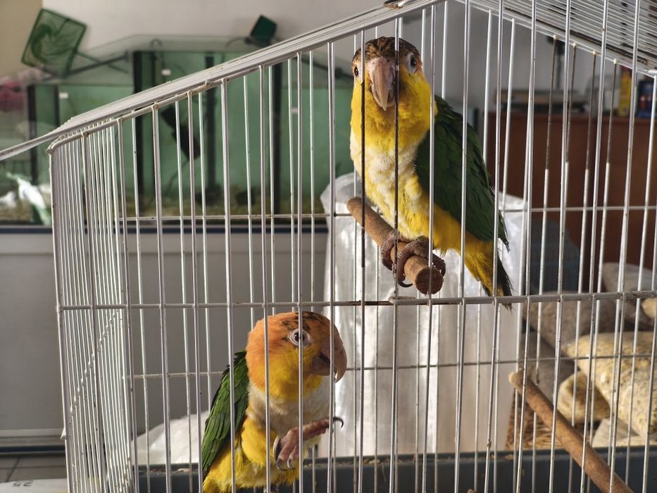 Marianinhas casal, casal roselas...