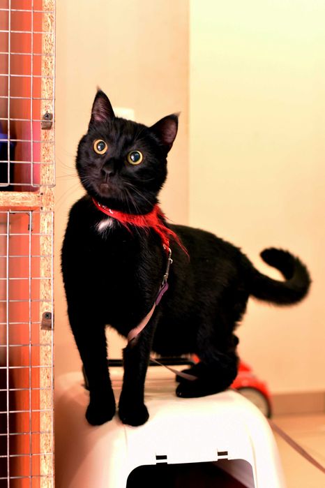 Всем привет от кота Пуговкина!