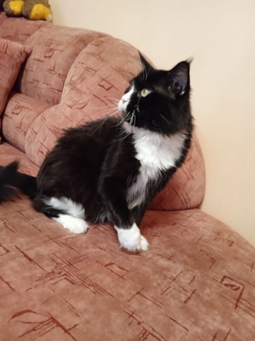 Марсель запрошує куночку .