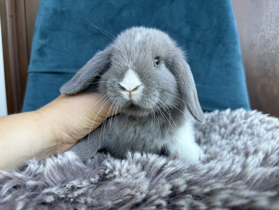 Mini lop maluszki!!! Króliczki miniaturki z legalnej hodowli