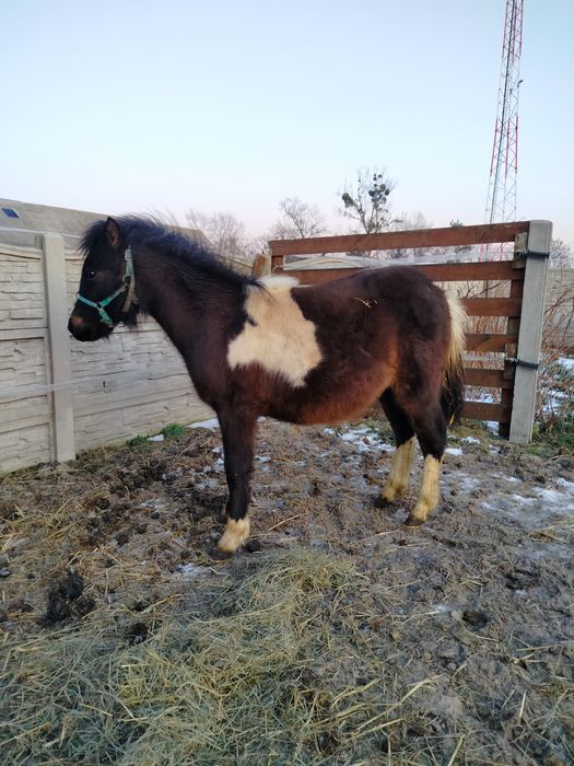 Kucyk ogier do nauki