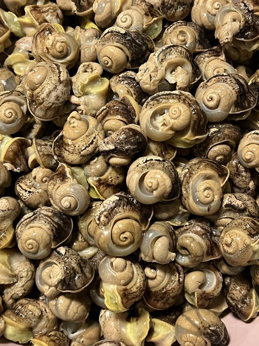Філе равлика Helix Aspersa Muller та Maxima.