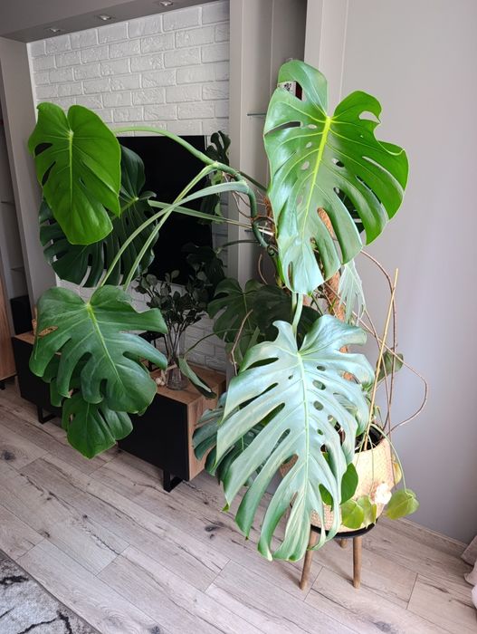 Duża monstera - polecam