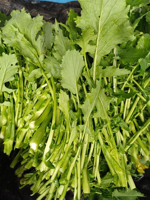 Grelos, nabos e nabiças tenros