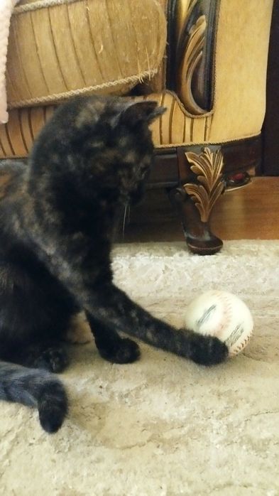 Котик в добрі ручки