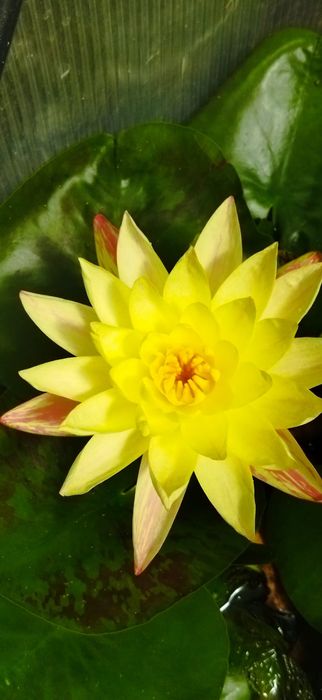 Disponíveis plantas para lagos