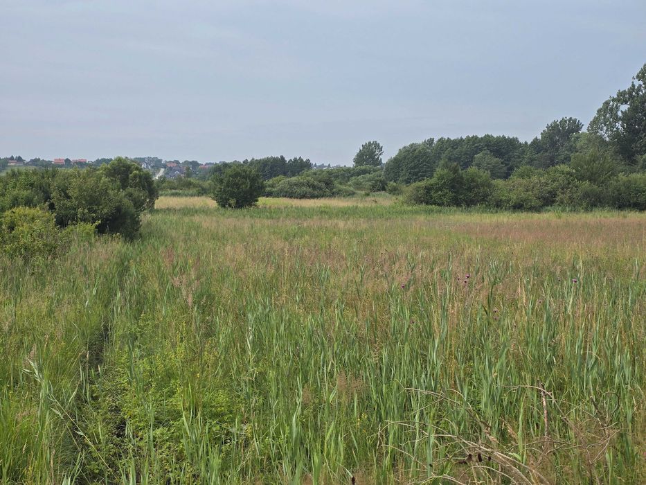 Działka pod staw i rekreacje 1.11ha - Mikułowice k.Buska-Zdroju - Widok 4