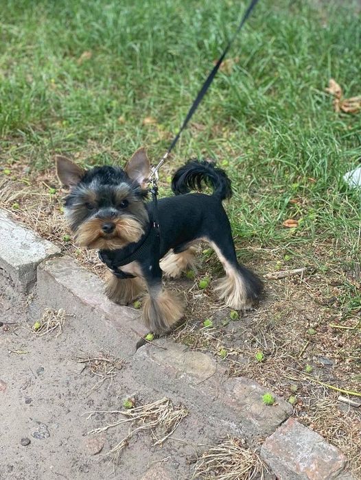 Вязка. Хлопчик міні Йорк. Розв'язаний.