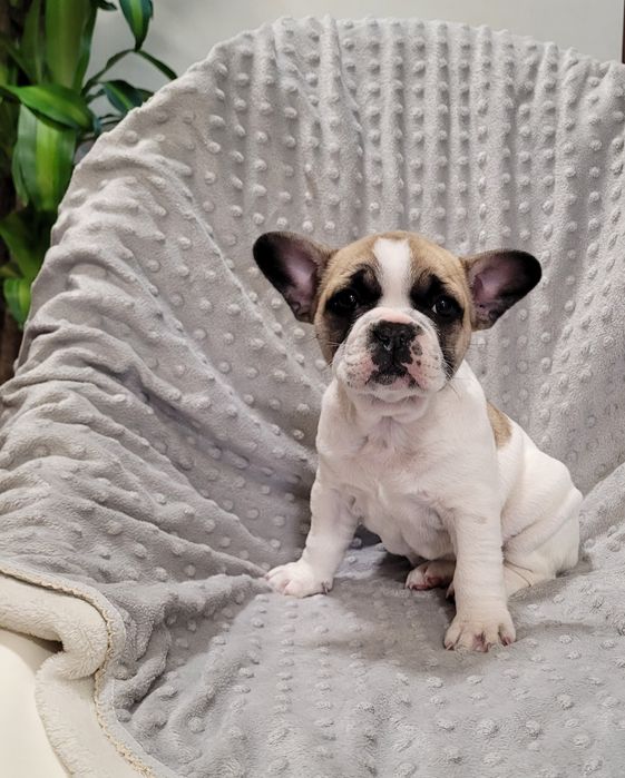 Bulldog francês bebé