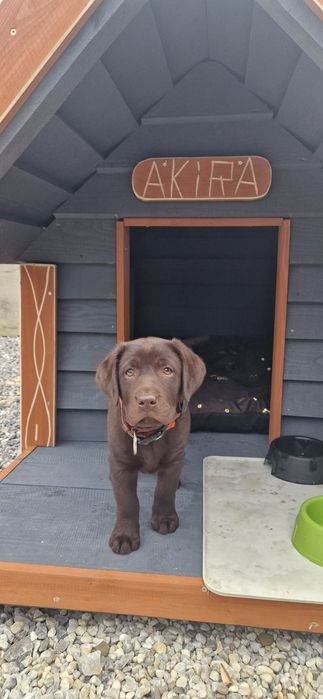 Labrador Retriver