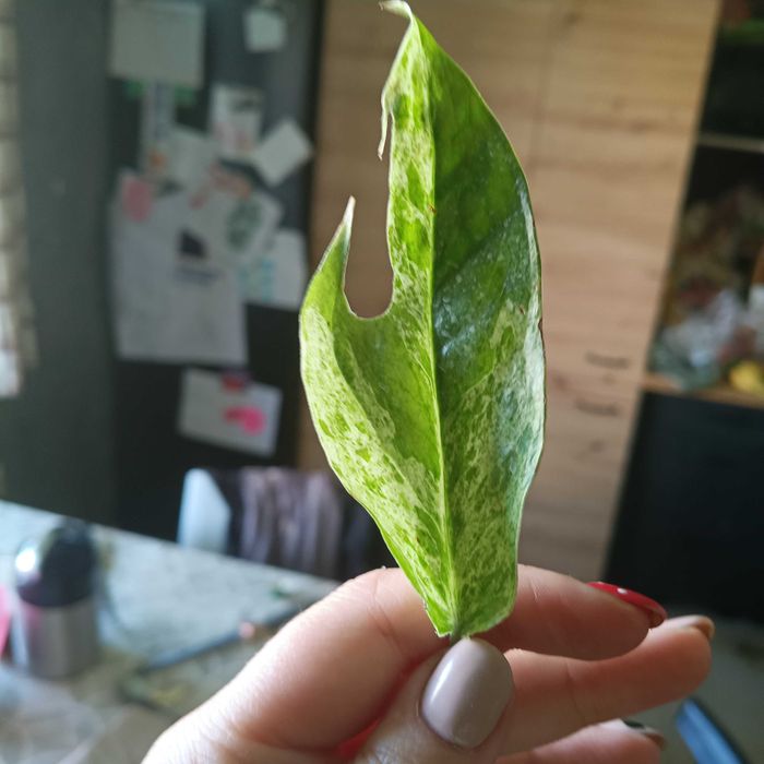 epipremnum pinnatum marble king- pędówka cięta