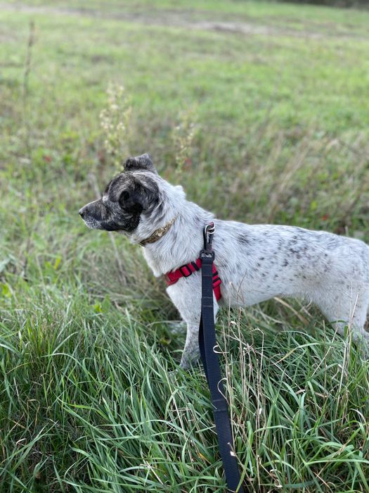 Suczka do adopcji