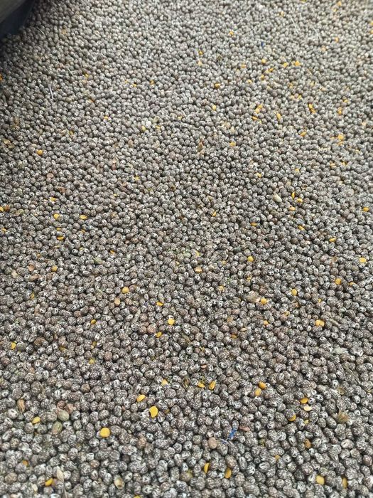 Łubin wąskolistny gorzki