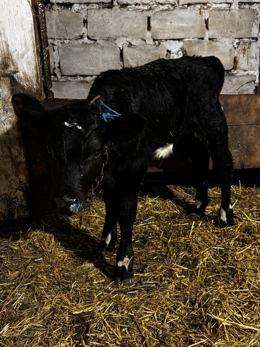 Продам гарного бичка