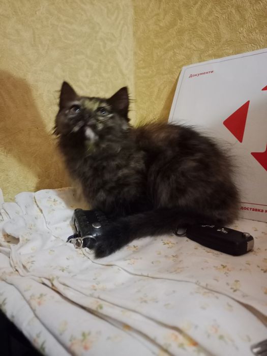 Кошенята хлопчики та дівчата приблизно два з половиною місяці
