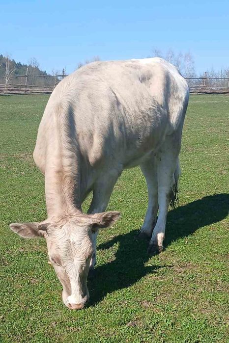 Продається теличка