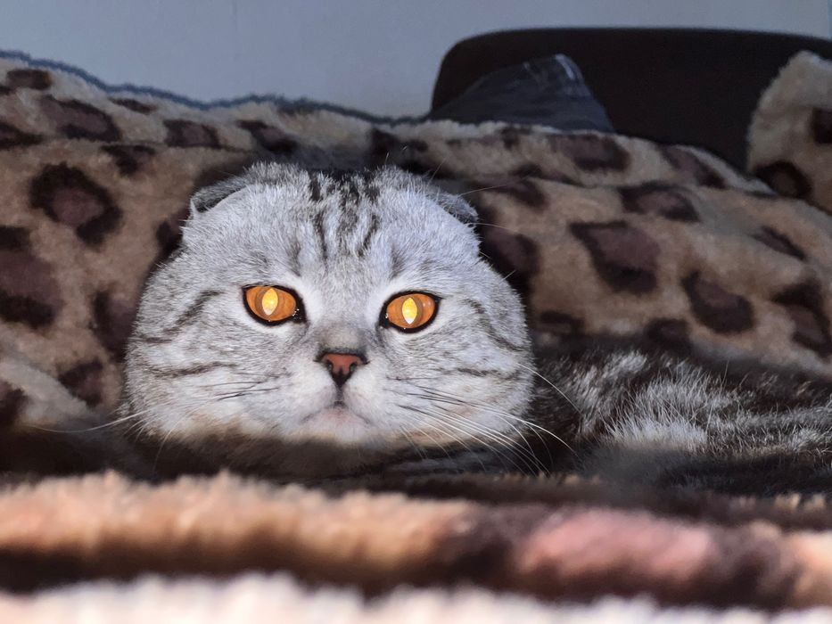 Вязка вислоухий шотландский кот