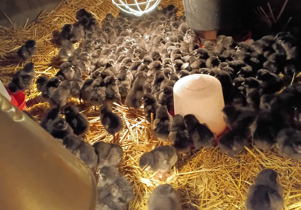 Pisklęta Rosa Czarna 5