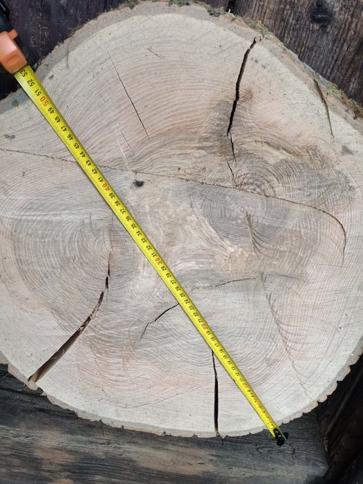 Plastry jesion, jawor