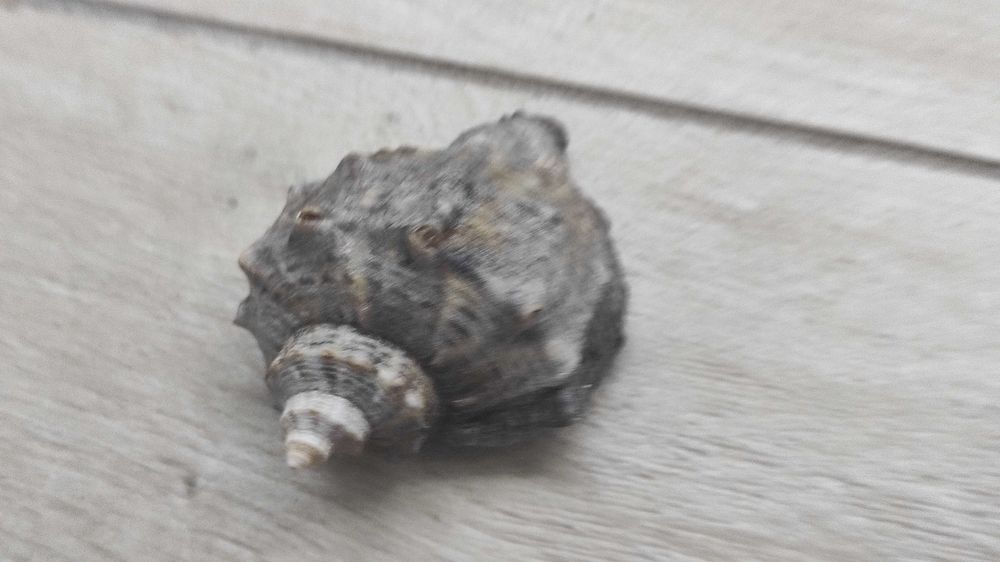 Ракушка рапана, декоративна морська ракушка