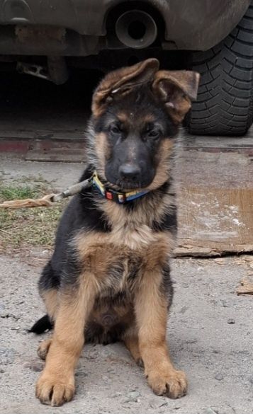 Яскраві, активні, костисті
