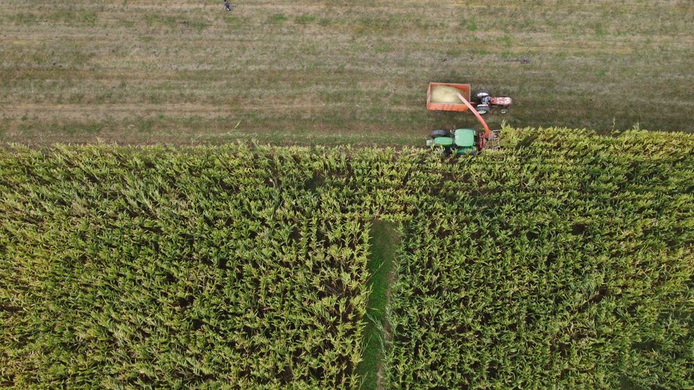 Silagem milho, colheita 2025. Alto Minho. 85€/ton, 0,085€/kg