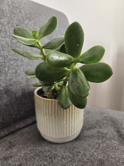 Grubosz, Crassula ovata, drzewko szczęścia