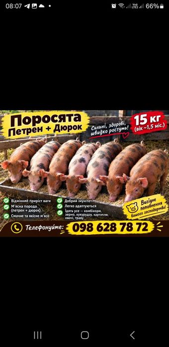 Маленькі поросята