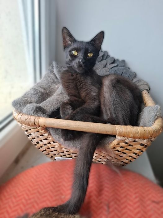 Baltazar szuka domu!