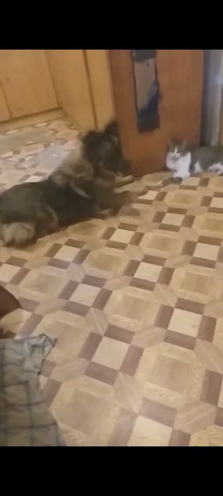 Ищем новых хозяев