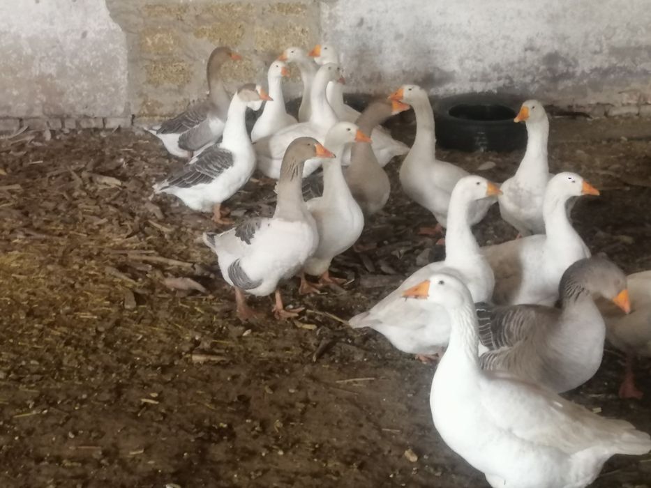 Гусі. Продажа оптом.