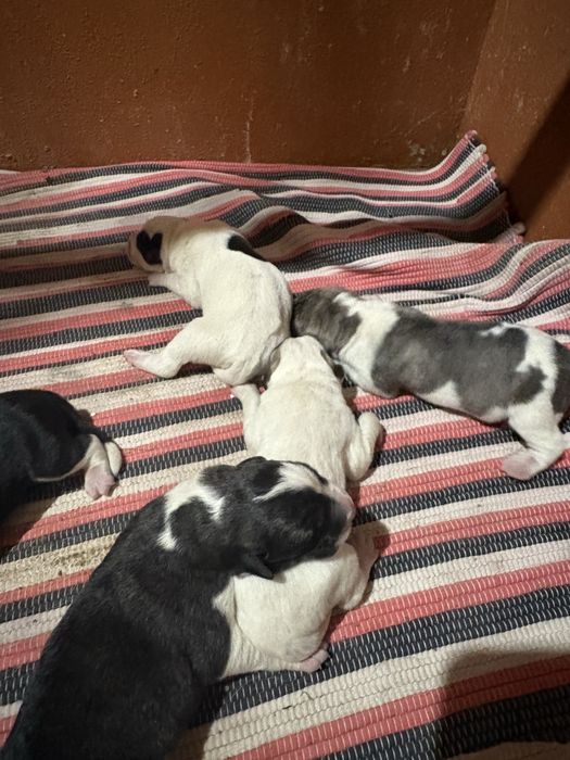 Cães de Gado Transmontano PUROS
