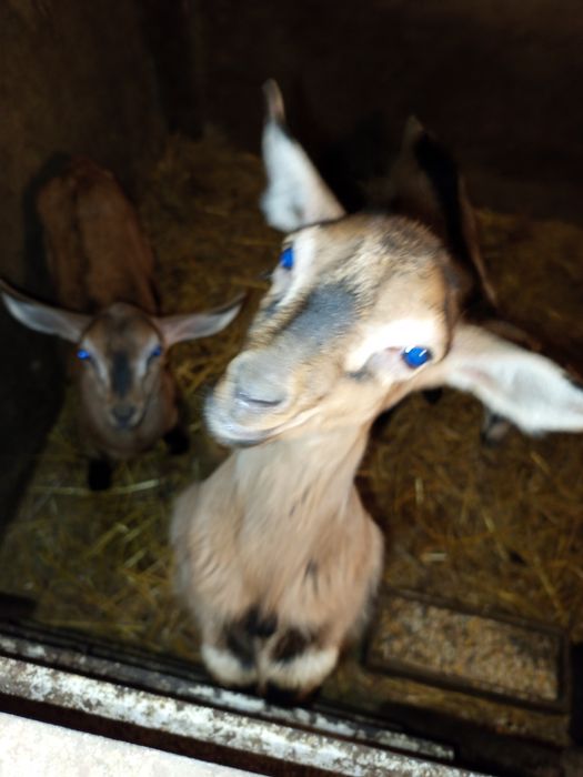 Продам кози недорого