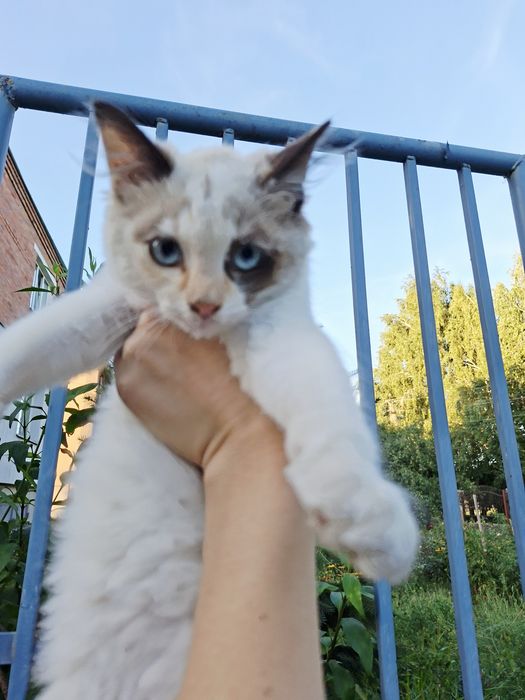 Кошеня шукає дім