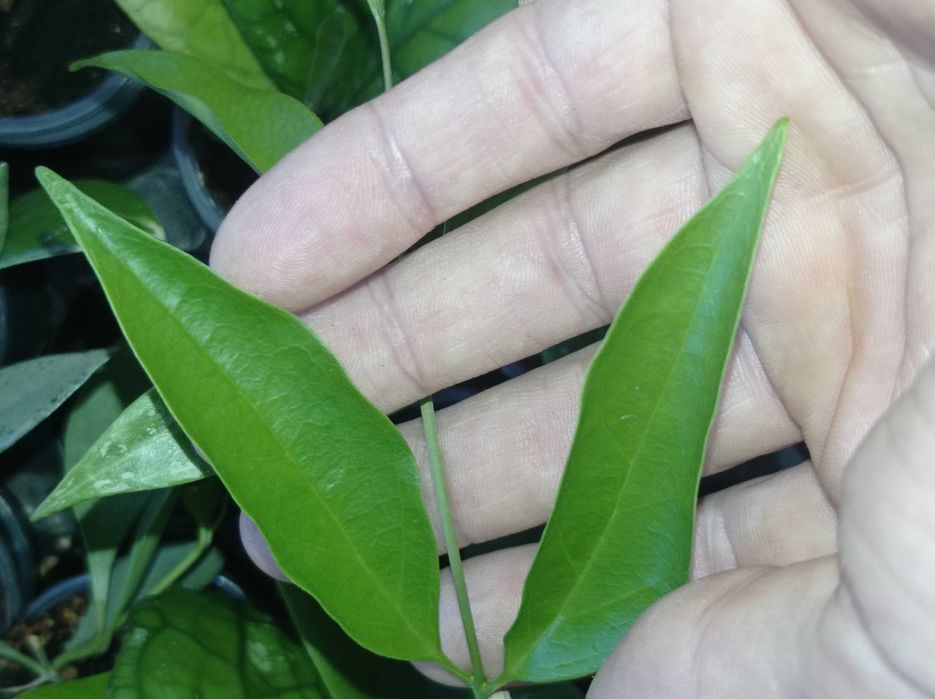 Hoya Hoja CHLOROLEUCA cięta