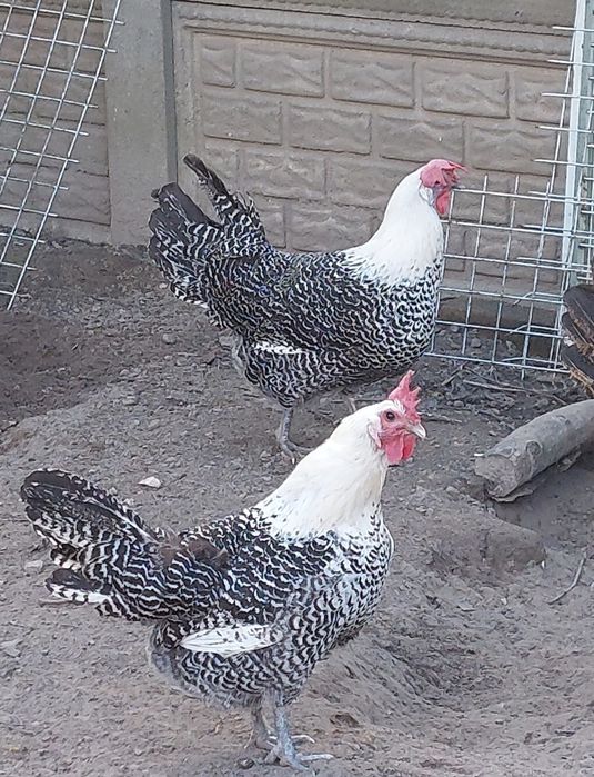 Jaja lęgowe brakli srebrnej