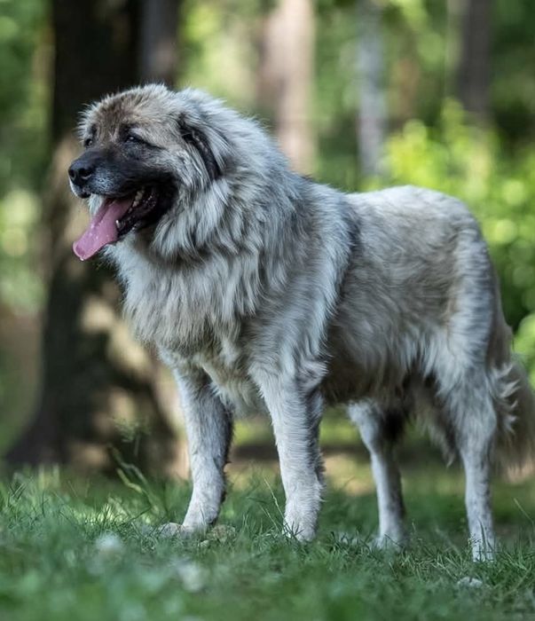 Suczka okolo 5 lat