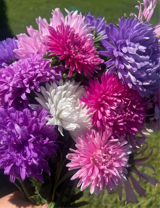 Насіння айстр  пропоную